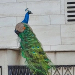 Анималистический принт Great Rhino в модных образах 2024 года